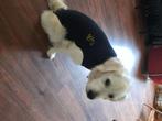 Medisch rompertje voor hond, Dieren en Toebehoren, Ophalen of Verzenden, Gebruikt, Overige hondenkleding