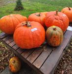 Pompoenen, Tuin en Terras, Ophalen of Verzenden, Volle zon