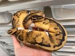 1.0 Pastel Piebald ball python te koop, Slang, Tam, 0 tot 2 jaar