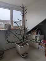 Euphorbia of wolfsmelk, Ophalen, In pot, Halfschaduw, 150 tot 200 cm