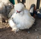 Zijdehoender haan (moet weg), Dieren en Toebehoren, Pluimvee, Mannelijk, Kip