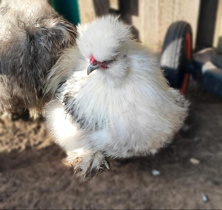 Zijdehoender haan (moet weg), Dieren en Toebehoren, Pluimvee, Kip, Mannelijk
