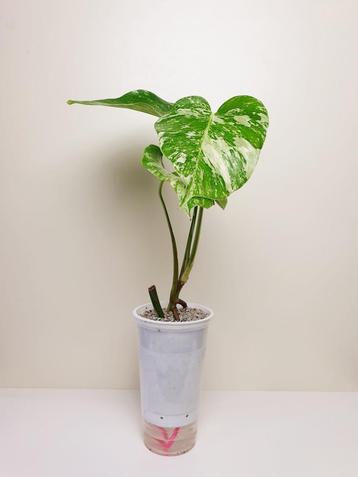 Monstera Deliciosa Albo Variegata, kamerplantje beschikbaar voor biedingen