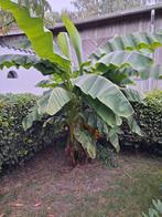 Gratis grote Bananenplant, Volle zon, Vaste plant, Zomer, Ophalen