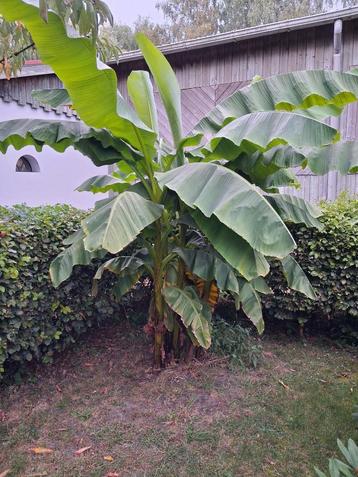 Gratis grote Bananenplant beschikbaar voor biedingen