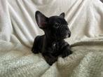 Franse bulldog pups uit geteste ouders, CDV (hondenziekte), 8 tot 15 weken, Bulldog, Meerdere