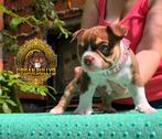 American bully pups met Abkc stamboom.choco trico, Dieren en Toebehoren, Honden | Bulldogs, Pinschers en Molossers, België, Particulier