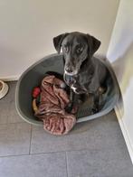 Lieve sociale labrador te koop, CDV (hondenziekte), Eén hond, 3 tot 5 jaar, Nederland