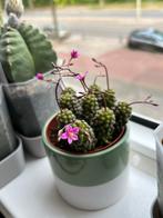 Anacampseros baeseckei zaden (vetplant, kamerplant), Vetplant, Ophalen of Verzenden, In pot, Minder dan 100 cm