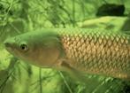 graskarpers volop leverbaar 10/12 cm en 20/25cm, Dieren en Toebehoren, Vissen | Vijvervissen, Karper of Koi