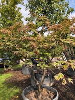 Acer japonicum ‘Aconitifolium’. Japanse esdoorn, Tuin en Terras, Planten | Bomen, Bloeit niet, Halfschaduw, Overige soorten, 100 tot 250 cm