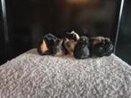 Cavia's met peruvian moeder, Cavia, Januari, Meerdere dieren, Tam