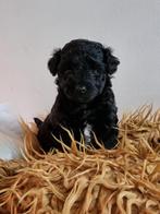 Prachtige zwarte dwergpoedel reu pup, Dieren en Toebehoren, Poedel, Reu, CDV (hondenziekte), 8 tot 15 weken