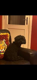 Dwergpoedel, Dieren en Toebehoren, 6 jaar of ouder, CDV (hondenziekte), Teef, Eén hond