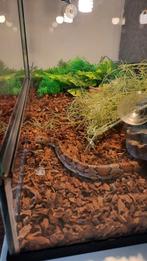 Rattenslang korenslang, Dieren en Toebehoren, Reptielen en Amfibieën, Slang, 0 tot 2 jaar