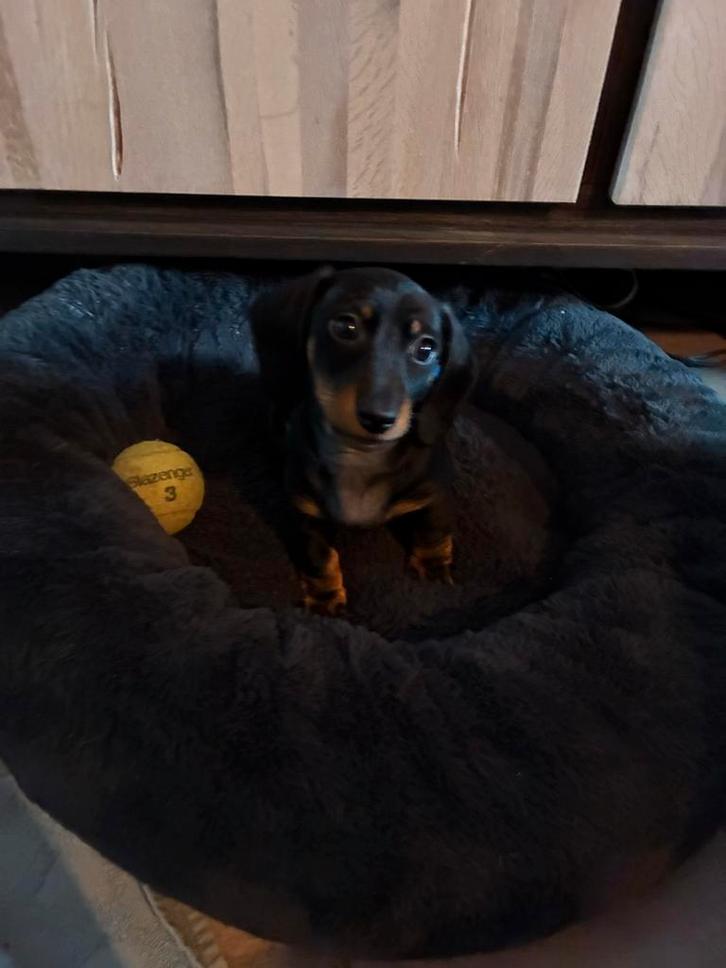 4 super lieve kanichen  pups 4 reutjes mogen nu weg, Dieren en Toebehoren, Honden | Teckels en Dashonden, Meerdere dieren, Korthaar