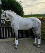 Knappe lieve PRE Ruin, Dieren en Toebehoren, Paarden, Gechipt, Ruin, Dressuurpaard, Zadelmak