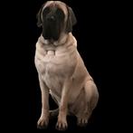 Gezocht!! Engelse Mastiff, Particulier, Rabiës (hondsdolheid), Teef, 1 tot 2 jaar