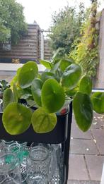 Pannenkoekplant stekjes, Huis en Inrichting, Kamerplanten, Ophalen, Overige soorten, Halfschaduw, Minder dan 100 cm