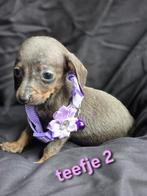 kaninchen teckels pups, Dieren en Toebehoren, Honden | Teckels en Dashonden, Kaninchen, CDV (hondenziekte), 8 tot 15 weken, Korthaar