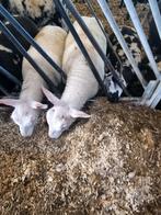 Gezocht schapen zuigers lammeren rammen ooien schapen, Dieren en Toebehoren, Schapen, Geiten en Varkens