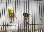 Te koop Raza kanaries, Dieren en Toebehoren, Meerdere dieren, Postuurkanarie