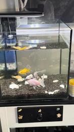 Superfish Aquarium 30L, Dieren en Toebehoren, Ophalen, Zo goed als nieuw, Leeg aquarium