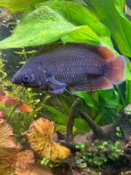 4x Luipaard gourami, Dieren en Toebehoren, Vissen | Aquariumvissen, Vis