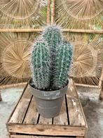 Cactus, Tuin en Terras, Planten | Tuinplanten, Ophalen, Zomer, Overige soorten, Volle zon