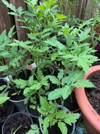 Tomaten planten, Tuin en Terras, Planten | Tuinplanten, Ophalen, Volle zon, Groenteplanten, Eenjarig