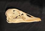 Bijzondere collectie vogel schedels, Ophalen of Verzenden, Zo goed als nieuw, Vogel, Schedel