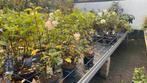 De laatste hortensia’s  nu 25% korting, Tuin en Terras, Ophalen, Overige soorten, Halfschaduw