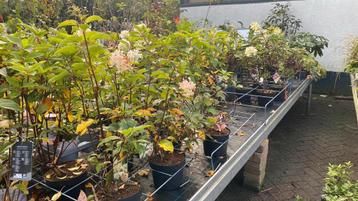 De laatste hortensia’s  nu 25% korting beschikbaar voor biedingen