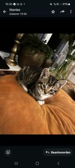 Kittens, Dieren en Toebehoren, Meerdere dieren
