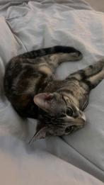 Kitten Donkerbruin met zwarte vlekken, Dieren en Toebehoren, Katten en Kittens | Raskatten | Korthaar, Poes, Ontwormd, 0 tot 2 jaar