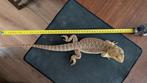 Prachtige Baardagaam (Man, 6 Maanden) Zoekt Nieuw Thuis!, Dieren en Toebehoren, Reptielen en Amfibieën, Hagedis, Tam, 0 tot 2 jaar