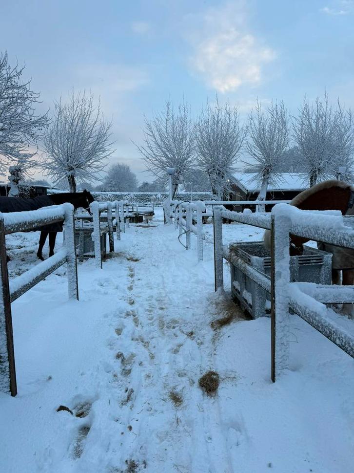 Stalling twisk, Dieren en Toebehoren, Stalling en Weidegang, Stalling