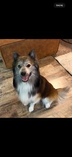 Pomsky hond, Dieren en Toebehoren, Reu, CDV (hondenziekte), 1 tot 2 jaar, Eén hond