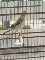 Majoor putter van 24 man, Dieren en Toebehoren, Vogels | Overige Vogels