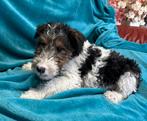 Fox terrier draadhaar puppies te koop, Dieren en Toebehoren, Jack Russell Terriër, 8 tot 15 weken, Meerdere, Meerdere dieren