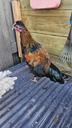 Haantje 18 weken oud, krielkip niet voor handel/slangenvoer, Mannelijk, Kip