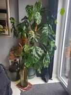 Monstera in pot, Huis en Inrichting, Kamerplanten, Ophalen, Overige soorten, Halfschaduw, In pot