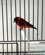 Te Koop Kapoetsijs Mannen, Dieren en Toebehoren, Vogels | Overige Vogels, Mannelijk, Wildzangvogel, Geringd
