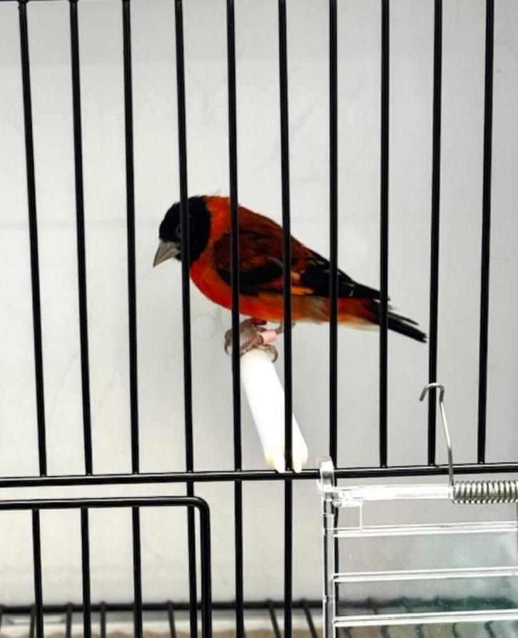 Te Koop Kapoetsijs Mannen, Dieren en Toebehoren, Vogels | Overige Vogels, Wildzangvogel, Mannelijk, Geringd