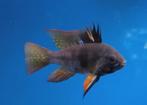 Microgeophagus ramirezi black!!!, Vis, Zoetwatervis