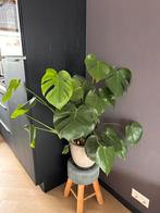 Grote Monstera Deliciosa – eyecatcher voor in huis, Ophalen, Overige soorten, Halfschaduw, In pot