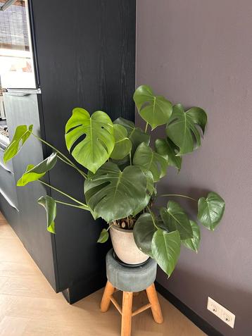 Grote Monstera Deliciosa – eyecatcher voor in huis beschikbaar voor biedingen