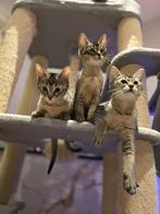 Abbesijn kittens raszuiver, Dieren en Toebehoren, Katten en Kittens | Raskatten | Korthaar, 0 tot 2 jaar, Kater, Ontwormd
