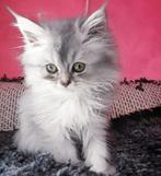 Te koop: Perzisch kitten van Ragdoll moeder – 9 weken oud, Dieren en Toebehoren, Katten en Kittens | Raskatten | Langhaar