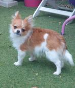 Pomchi reutje Rolex, Dieren en Toebehoren, Honden | Chihuahua's en Gezelschapshonden, CDV (hondenziekte), Particulier, 8 tot 15 weken